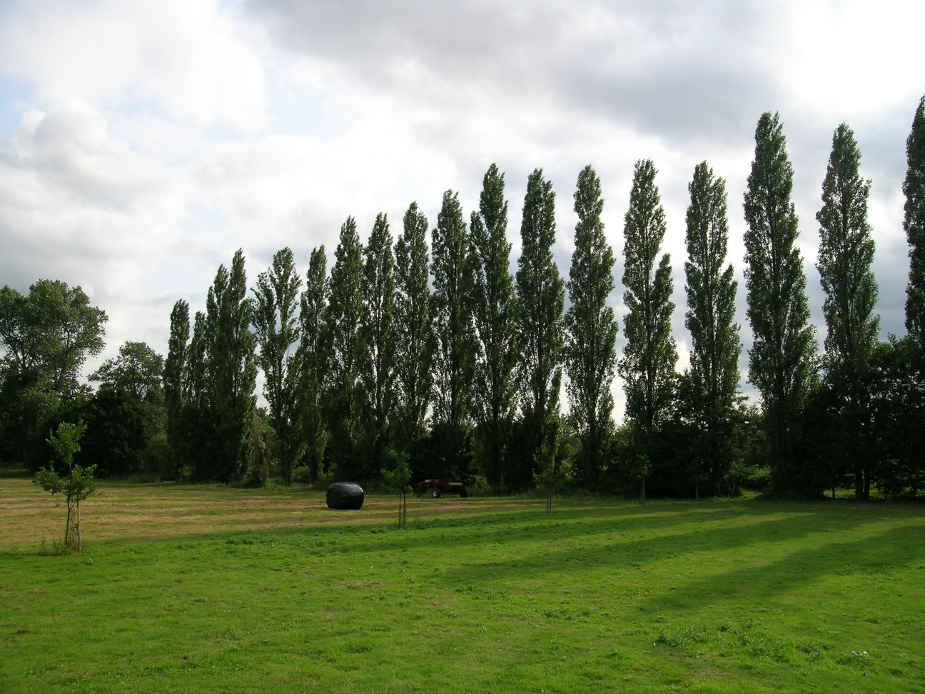 Conoce a los árboles / Meet the trees... SpanishDict Answers